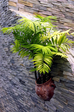 立体绿化 袖珍椰子