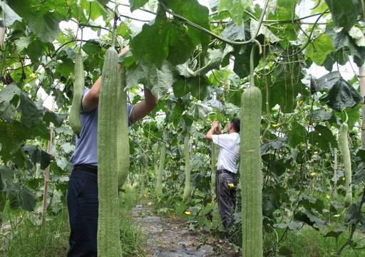 惠诚日用品有限公司丝瓜种植基地