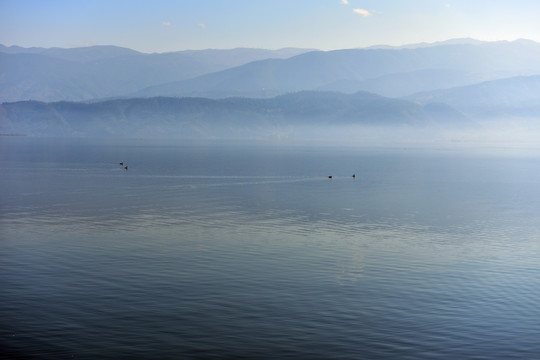 湖泊 晨雾 野鸭子