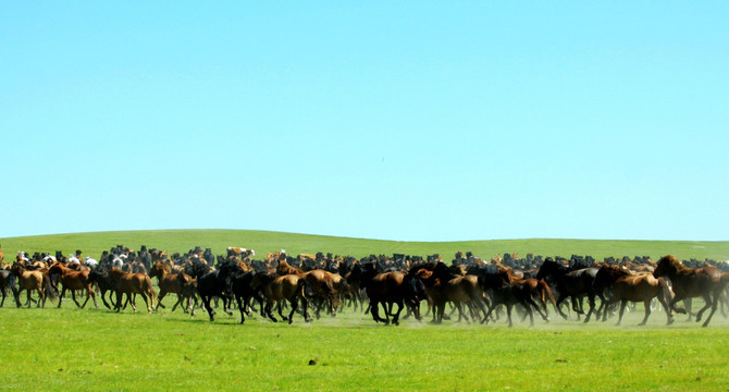 草原奔跑的大马群