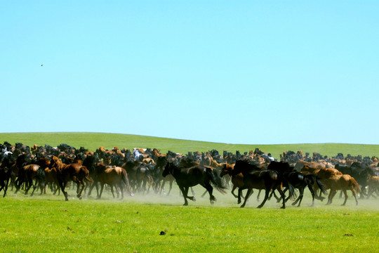 草原上飞奔的马群