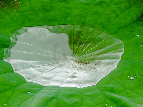 荷叶雨水