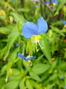 兰花菜