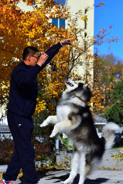 人与阿拉斯加雪橇犬