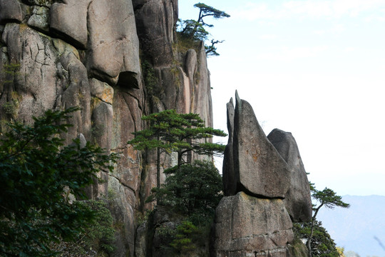 岩石松树