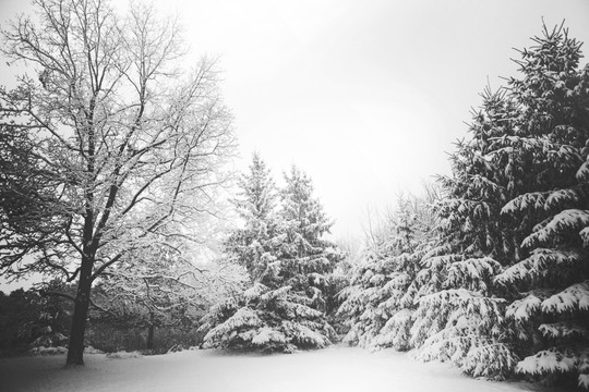 森林 雪景