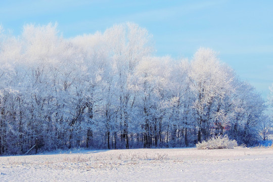 雪景 森林