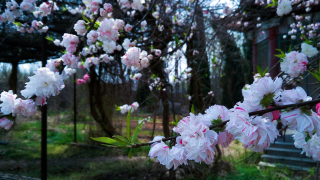 双色桃花