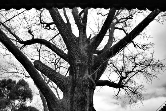 屋檐下枯树黑白摄影大图