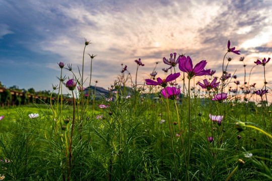 格桑花 花海