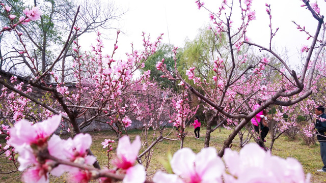 桃园赏花