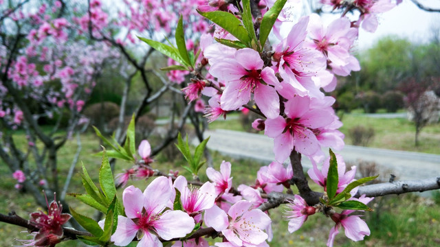 粉色桃花