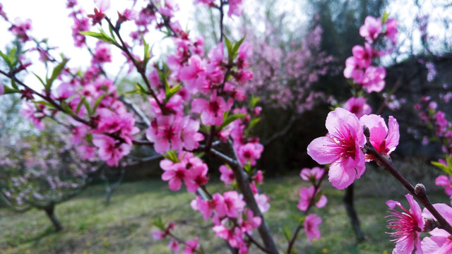 桃花