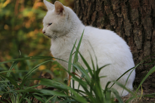 橘猫 黄兴公园