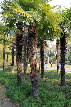 黄兴公园棕榈树