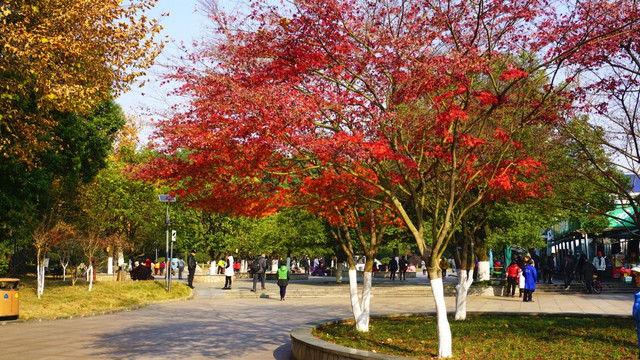 冬日多彩风景