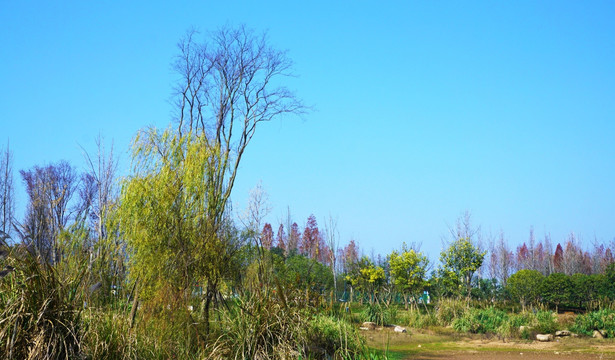 巴溪洲风景