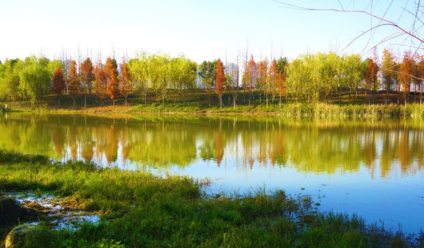 洋湖湿地公园景区