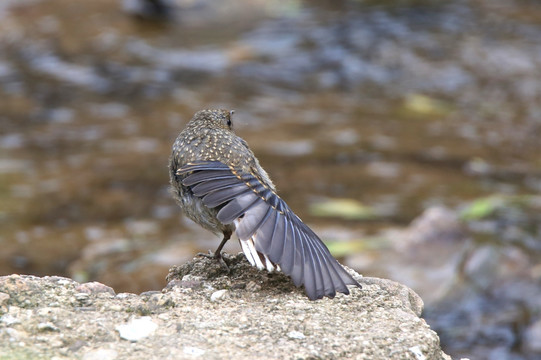 红尾水鸲 雌鸟 梳展翅膀