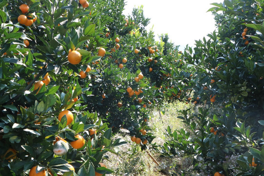 橙子果园图