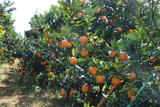 冰糖橙果园图
