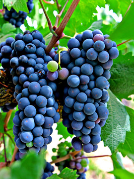 成熟葡萄