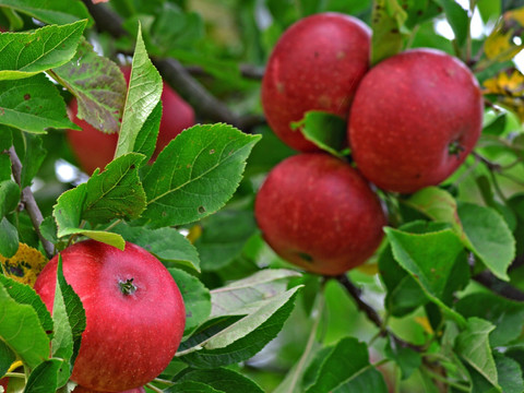 红苹果树 成熟苹果