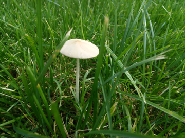 草丛中的蘑菇