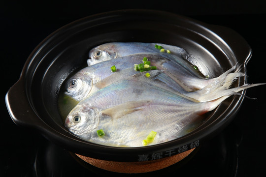 东海鲳鱼