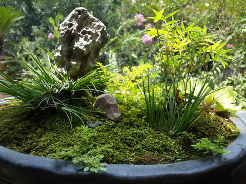菖蒲盆景 苔藓盆栽 庭院景观