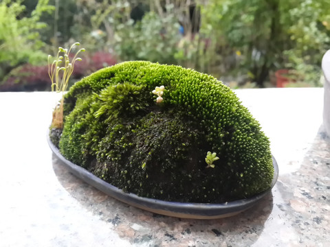 菖蒲盆景 苔藓盆栽 庭院景观