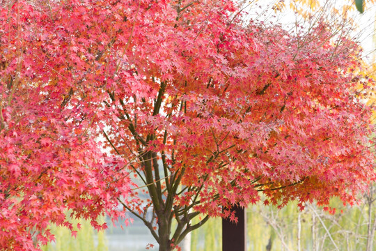 红色枫叶树