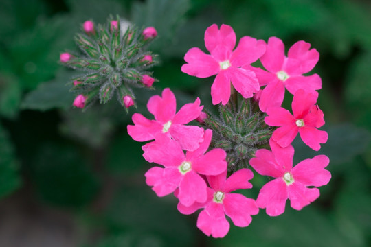 花团锦簇 粉色花朵