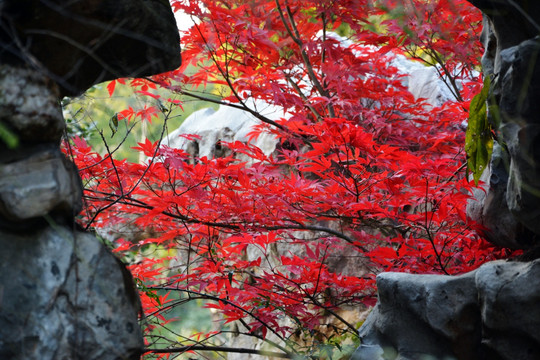 假山与红叶