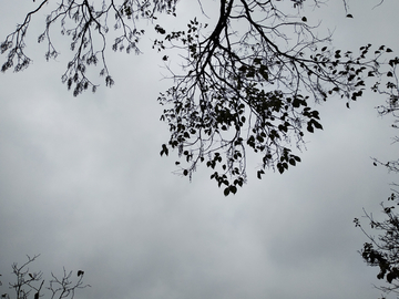 乌云天空树影