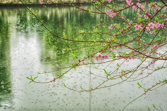 雨中桃花