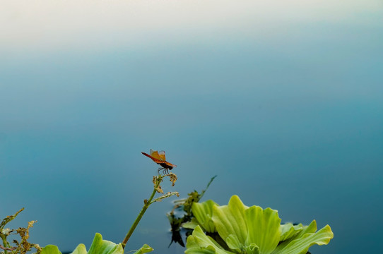 水上的蜻蜓
