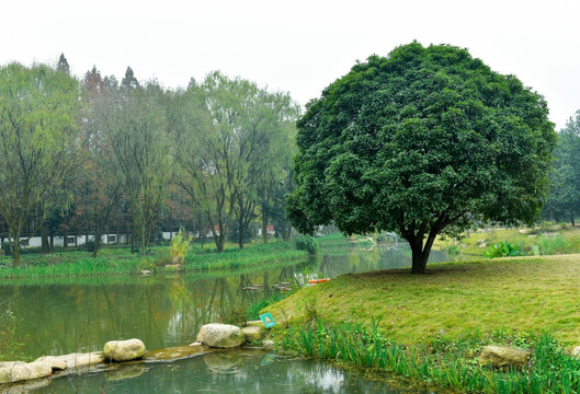 水塘绿树