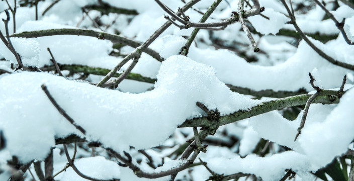 雪 树梢上的雪