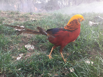 锦鸡