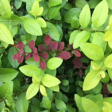 绿色植物