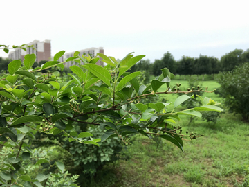 绿色植物
