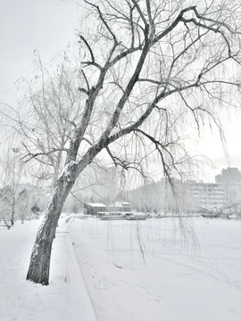 冰雪世界 白雪 树挂 冬季