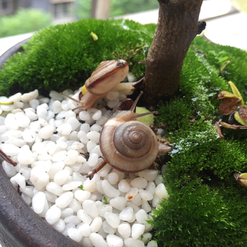 蜗牛绿色植物微景观