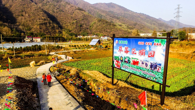 航拍大棚草莓园