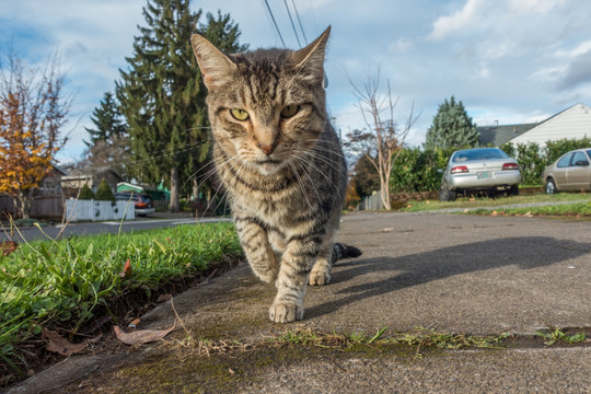 虎斑猫