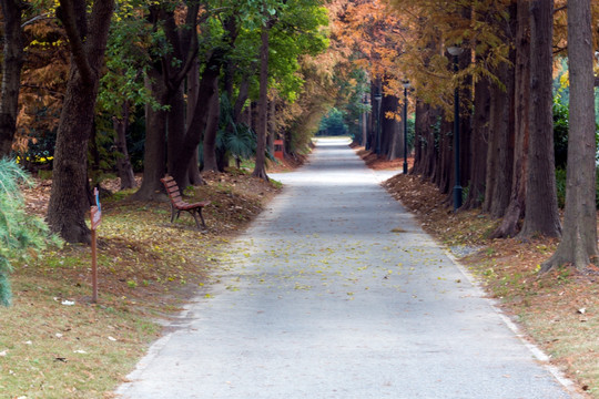 杉树景观大道