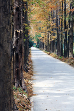 上海滨江森林公园
