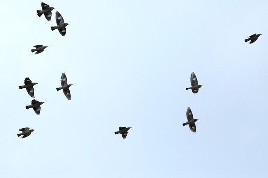 丝光椋鸟 群飞 天空