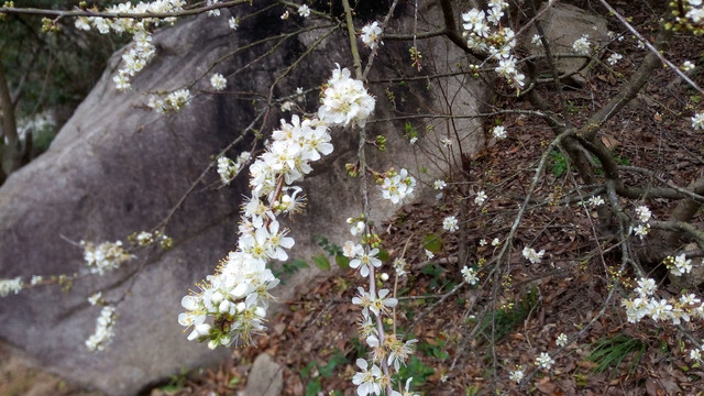 桃花 梅花